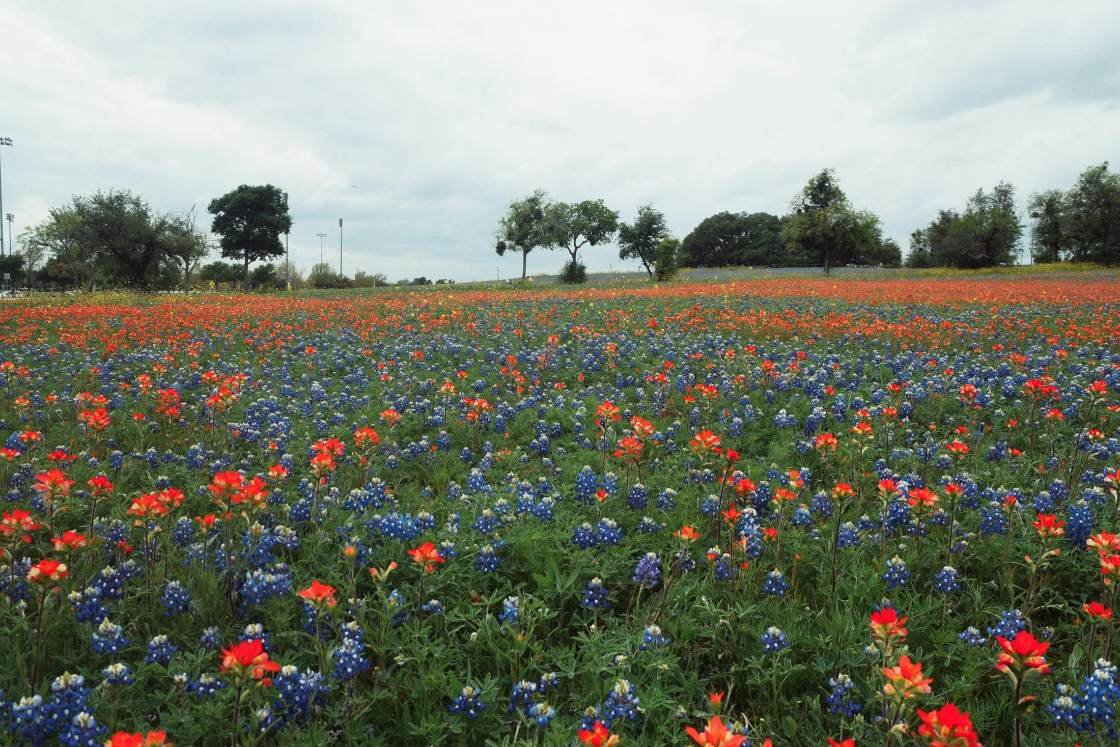 Texas field of bluebonnets and wildflowers