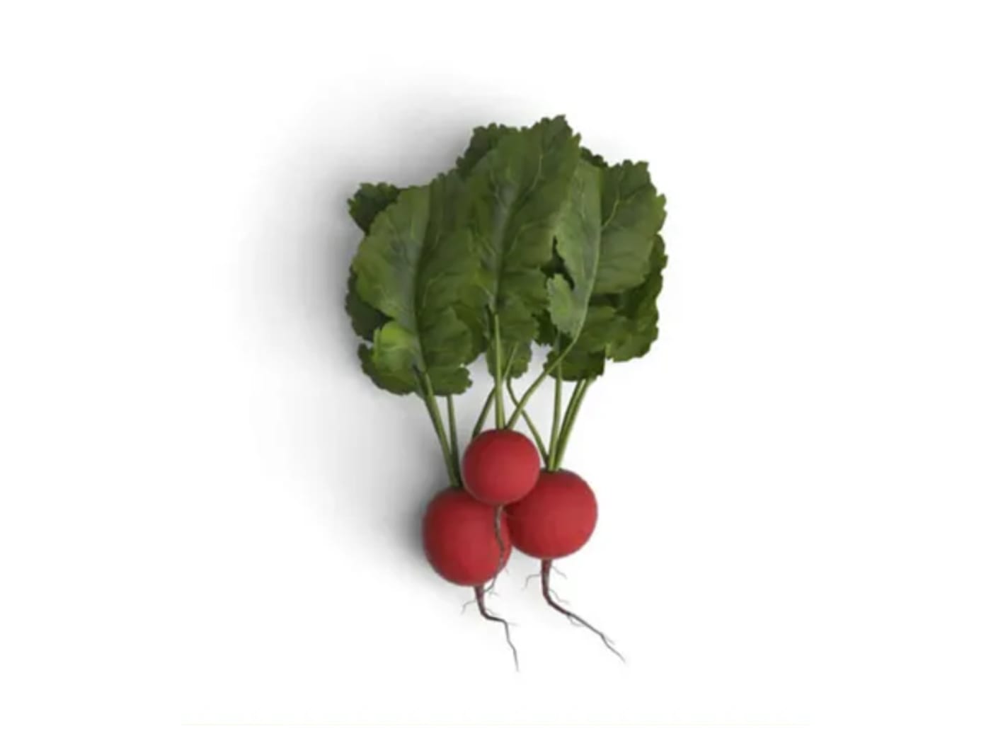 Bunch of fresh radishes